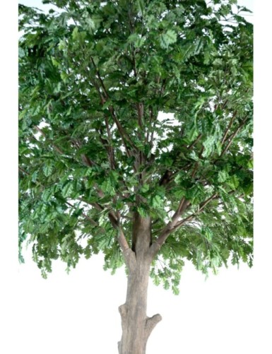 ROBLE CABEZA PLETINA