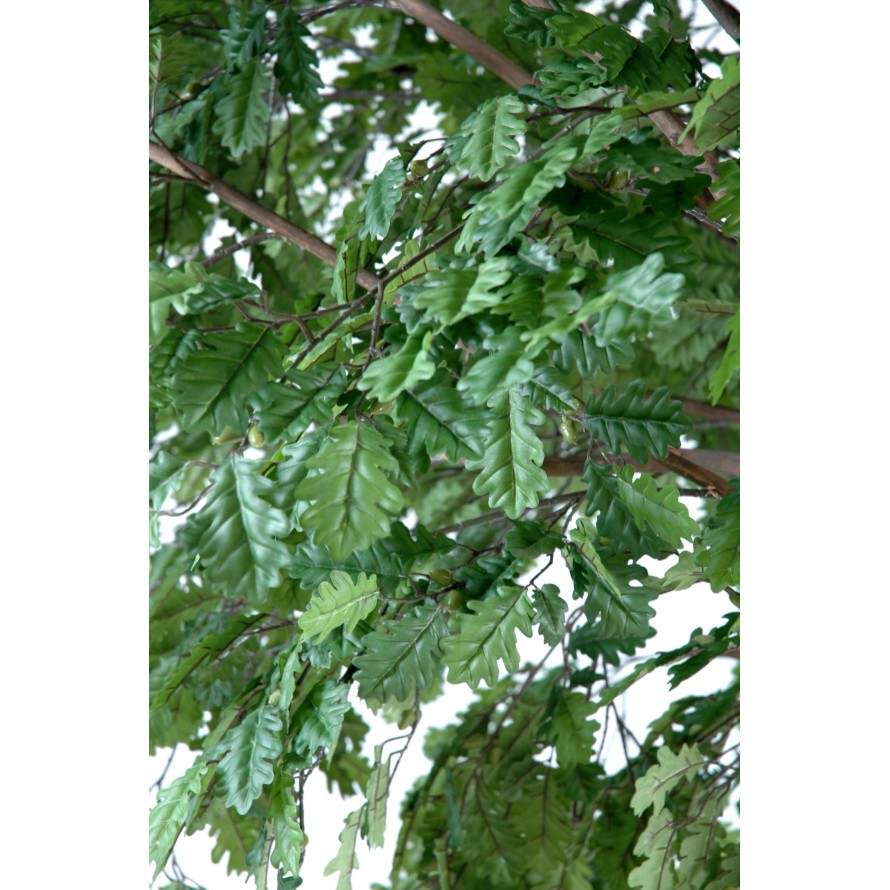 ROBLE CABEZA PLETINA