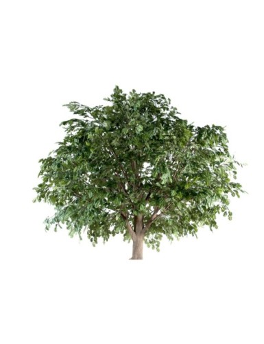 ROBLE CABEZA PLETINA