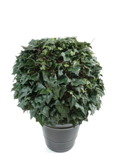 HIEDRA ESFERA (promoción en...