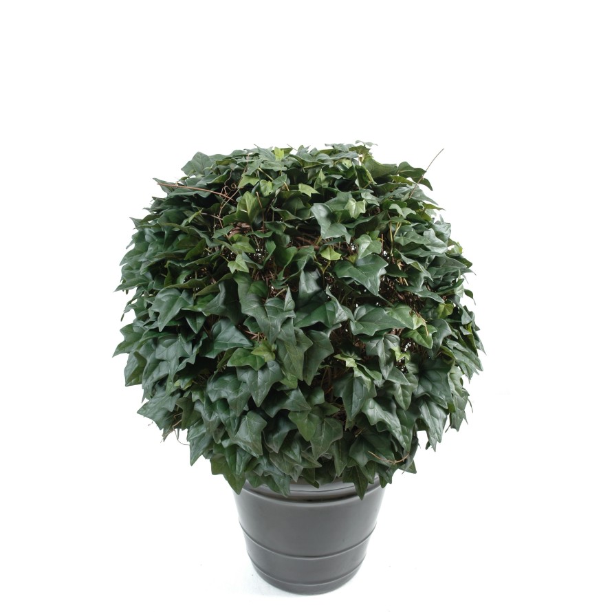 IVY BALL (Net promotional price)