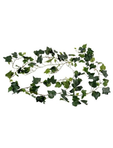 HIEDRA GALA GUIRNALDA (se...