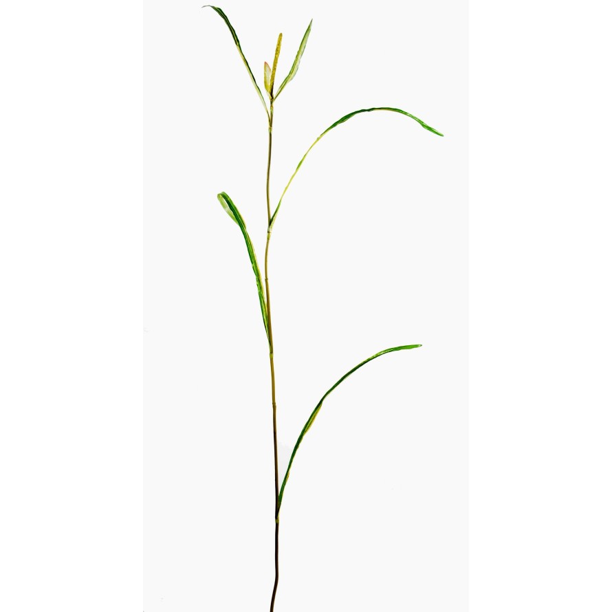 MISCANTHUS BRIZNA