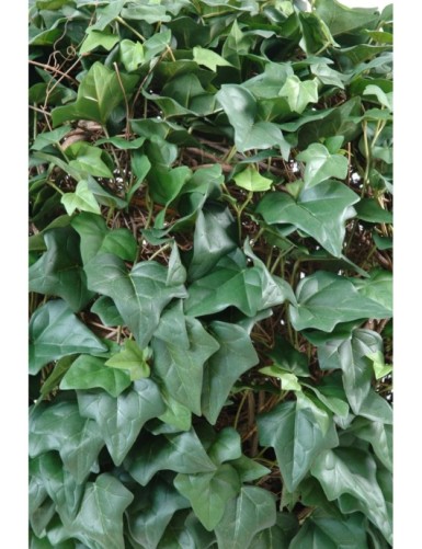 IVY BALL (Net promotional price)