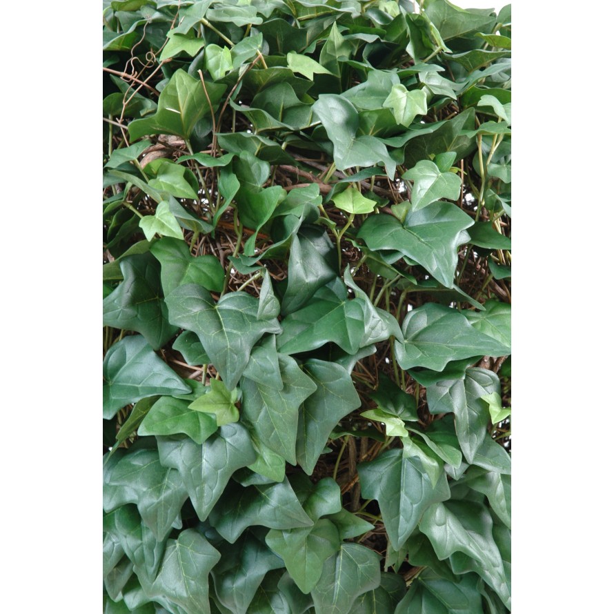 IVY BALL (Net promotional price)