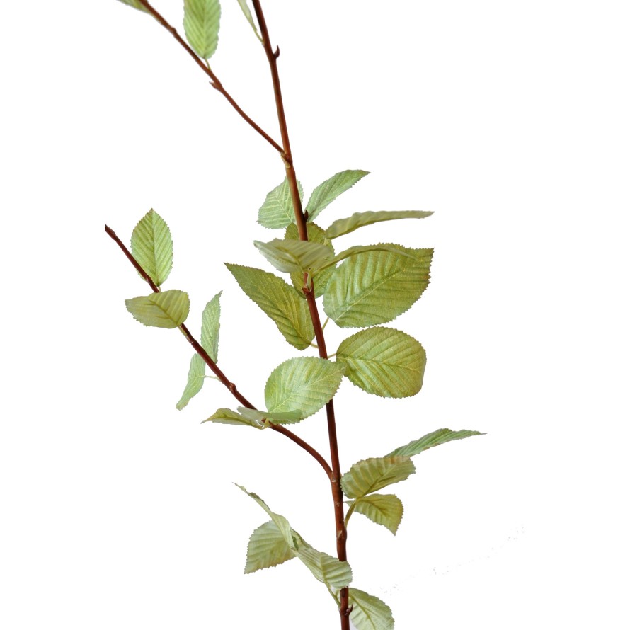 HAINBUCHE BAUM STAMM