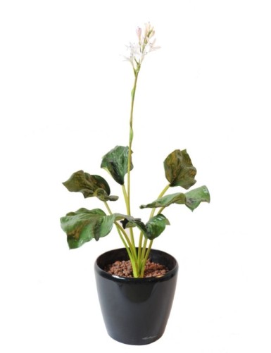 HOSTA flor (Precio neto promocional)