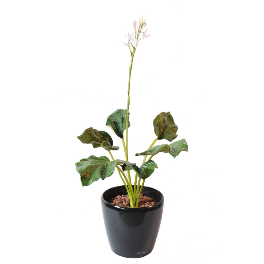 HOSTA fleuri (promo net)