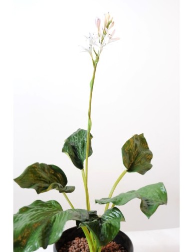 FUNKIE blühend (Netto-Aktionspreis)