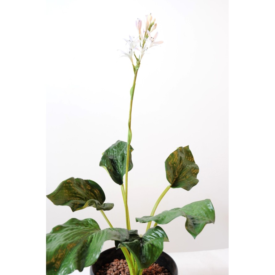 HOSTA fleuri (promo net)