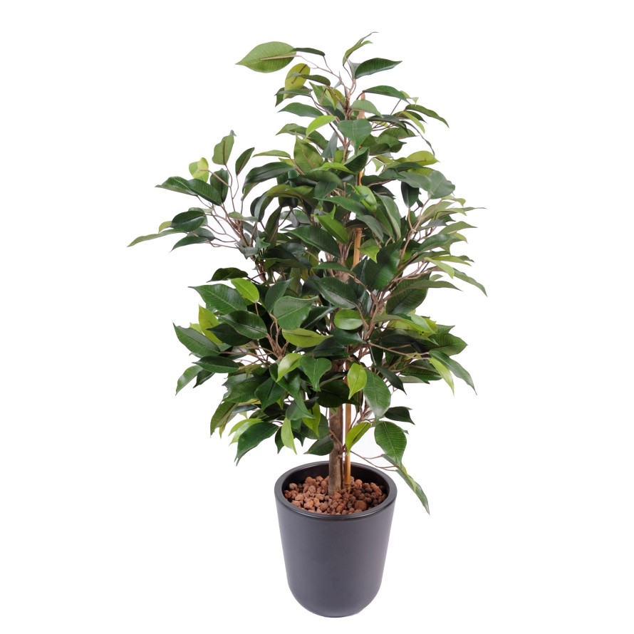 FICUS NATASJA EN MACETA DE 10