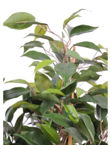 FICUS NATASJA EN MACETA DE 10