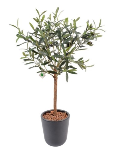 OLIVO PLANTA EN MACETA 10