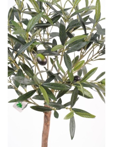 OLIVENBAUM PFLANZE TOPF 10