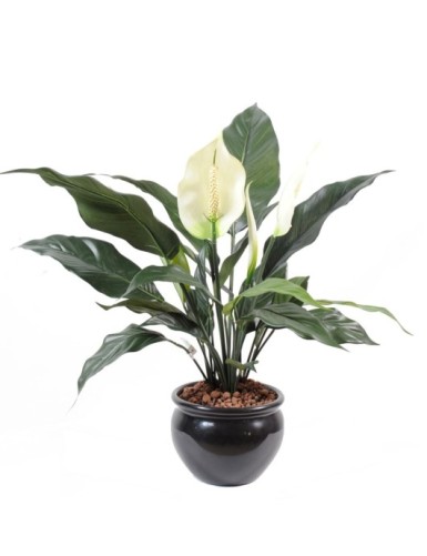 SPATHIPHYLLUM 2 BLÜTEN 1...