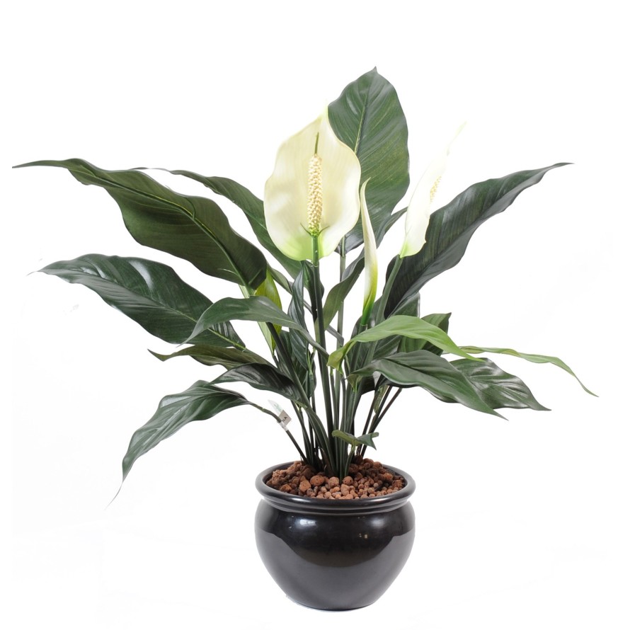 SPATHIPHYLLUM 2 BLÜTEN 1 KNOSPE TOPF