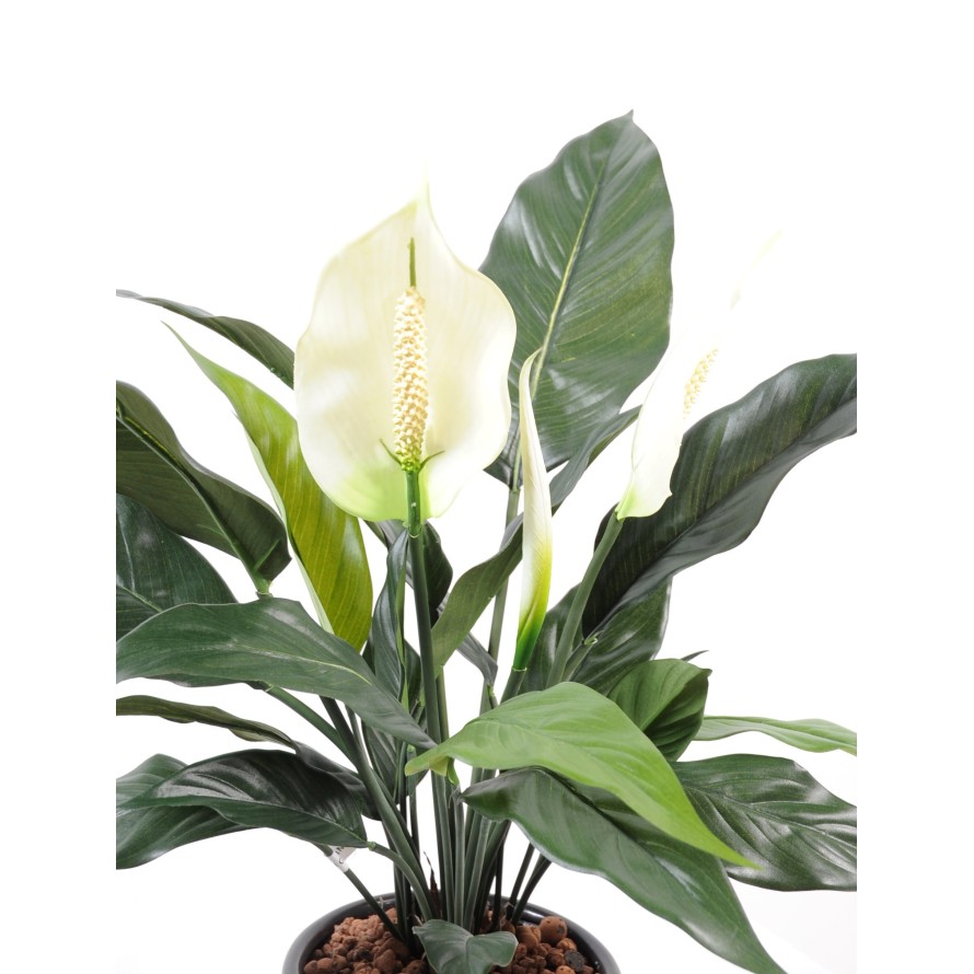 SPATHIPHYLLUM 2 BLÜTEN 1 KNOSPE TOPF
