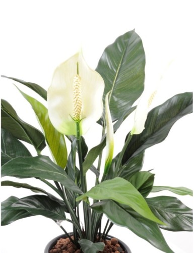 SPATHIPHYLLUM 2 BLÜTEN 1 KNOSPE TOPF