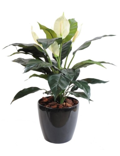 SPATHIPHYLLUM 5 BLÜTEN TOPF