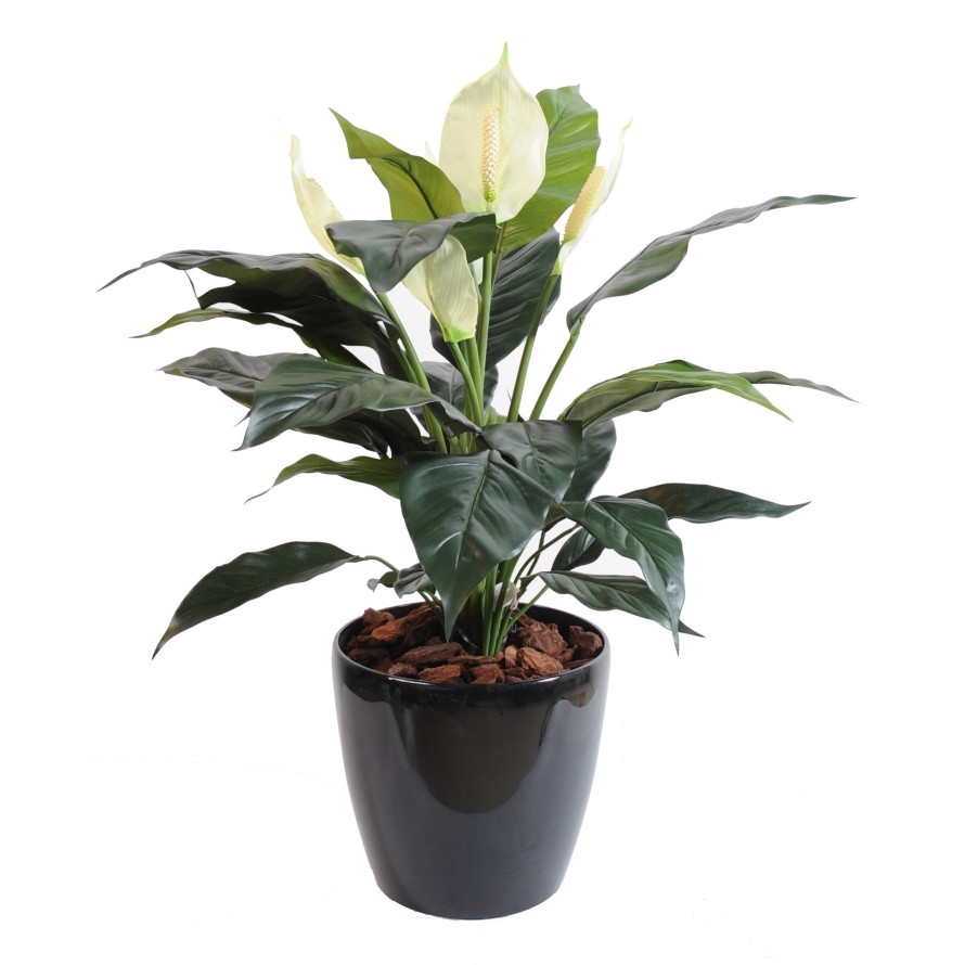 SPATHIPHYLLUM (Peace Lily) 5FL POT