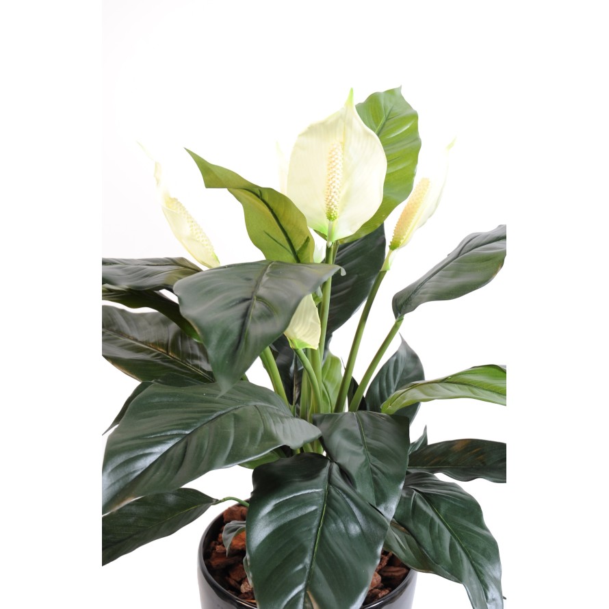 SPATHIPHYLLUM 5 BLÜTEN TOPF