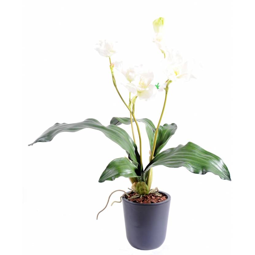 Lycaste Orchid artificial