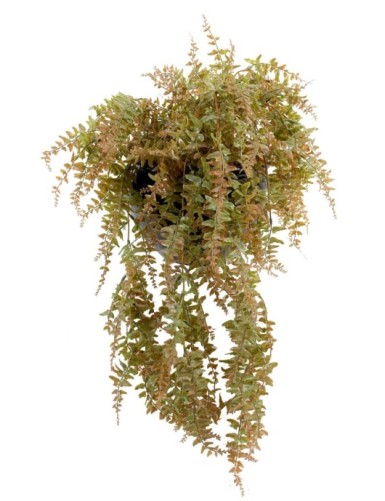 FERN HANGING BUSH PLAST 186LL