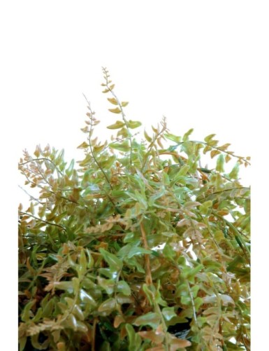 FERN HANGING BUSH PLAST 186LL