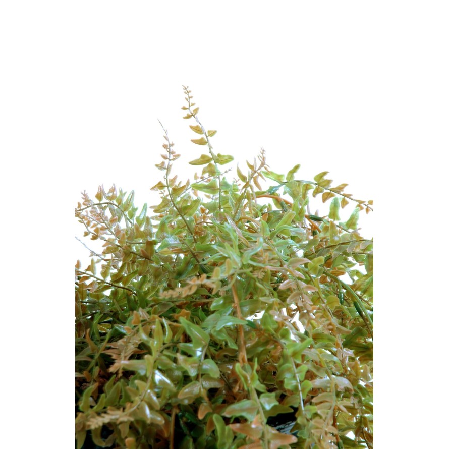 FERN HANGING BUSH PLAST 186LL