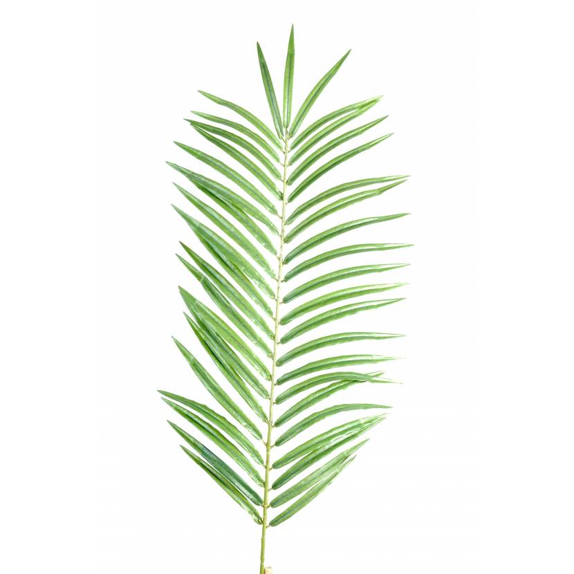 Image result for palm d'vert