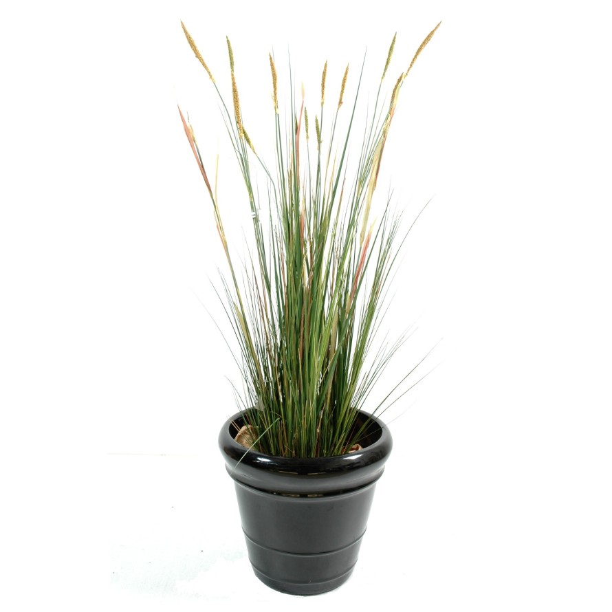 ZANNICHELLIA (Horned pondweed)