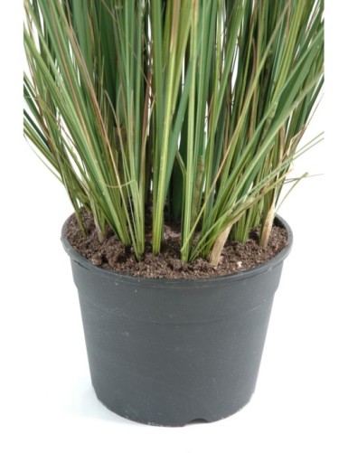 ZANNICHELLIA (Horned pondweed)