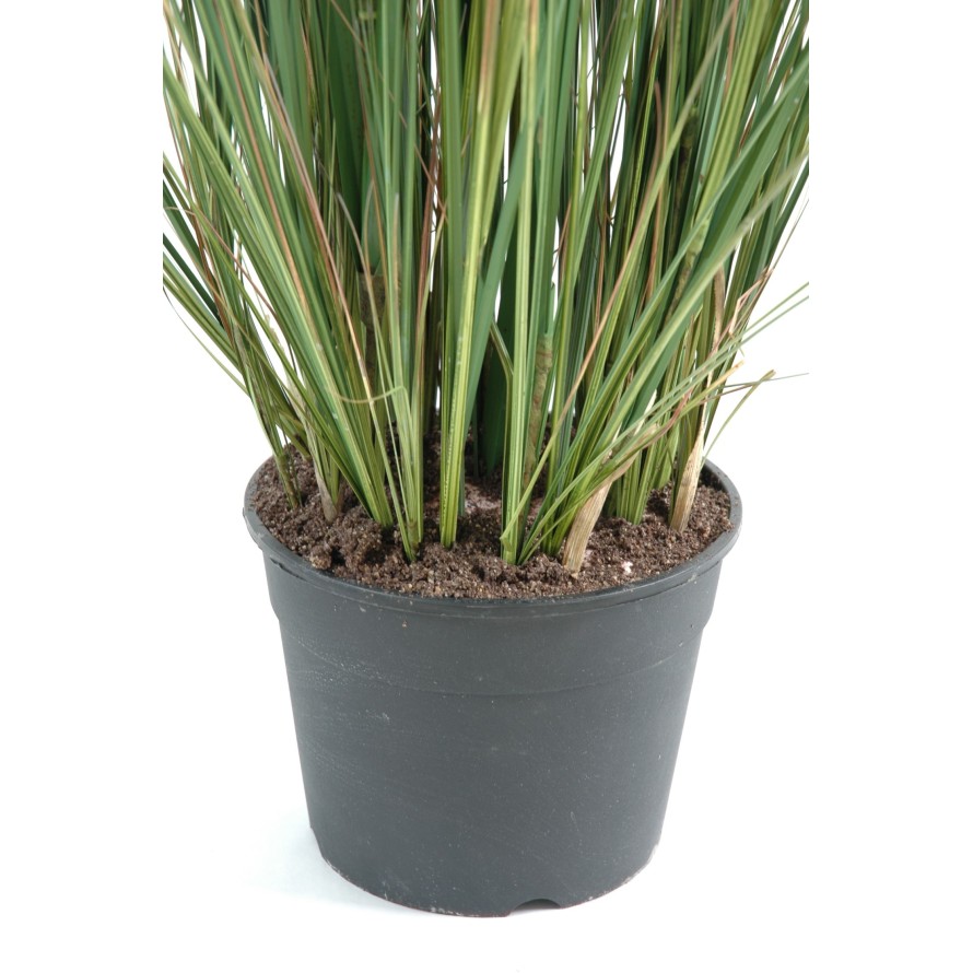 ZANNICHELLIA (Horned pondweed)