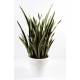 Sansevieria artificial potted pure
