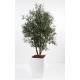 Olive tree artificial bush