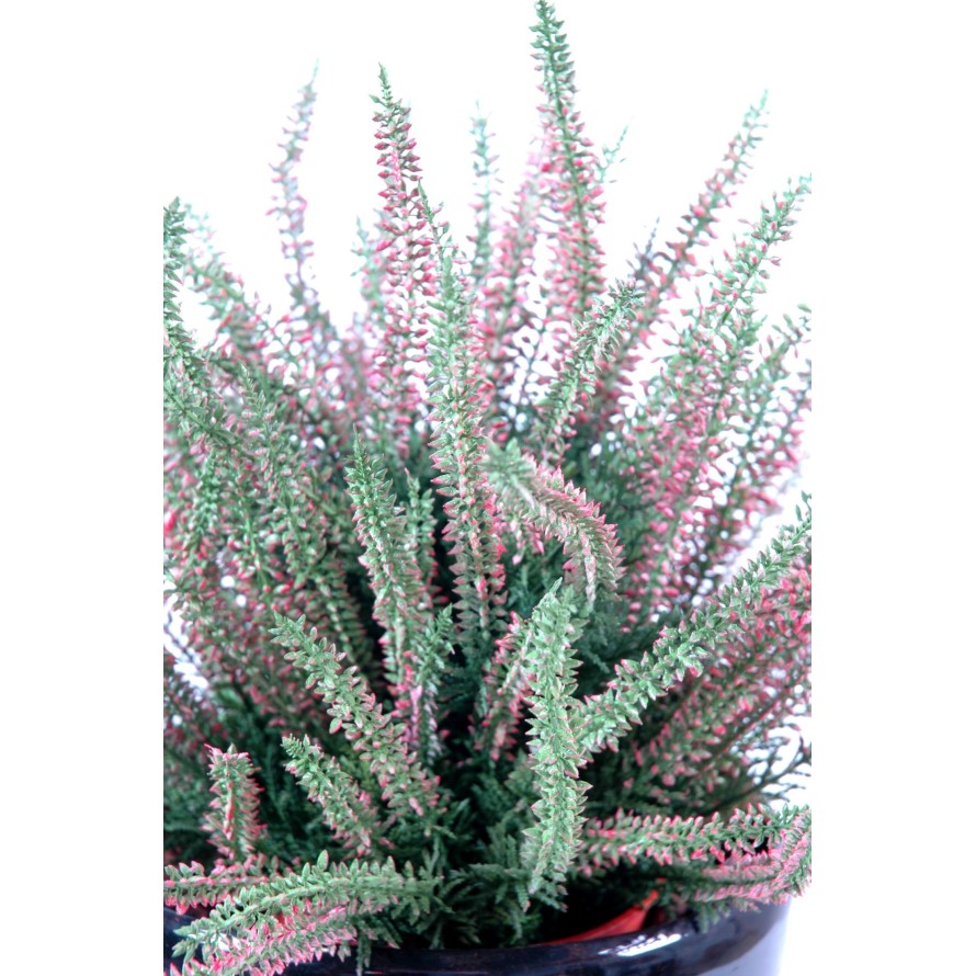 HEIDEKRAUT GROSS IM TOPF