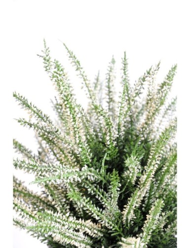 HEIDEKRAUT GROSS IM TOPF