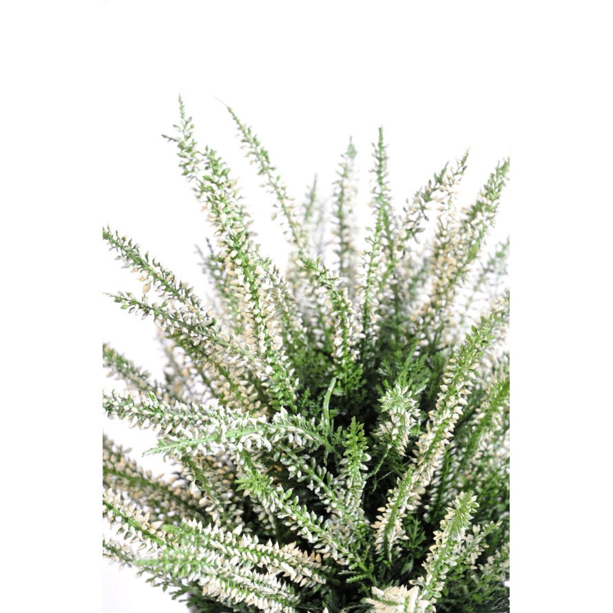 HEIDEKRAUT GROSS IM TOPF