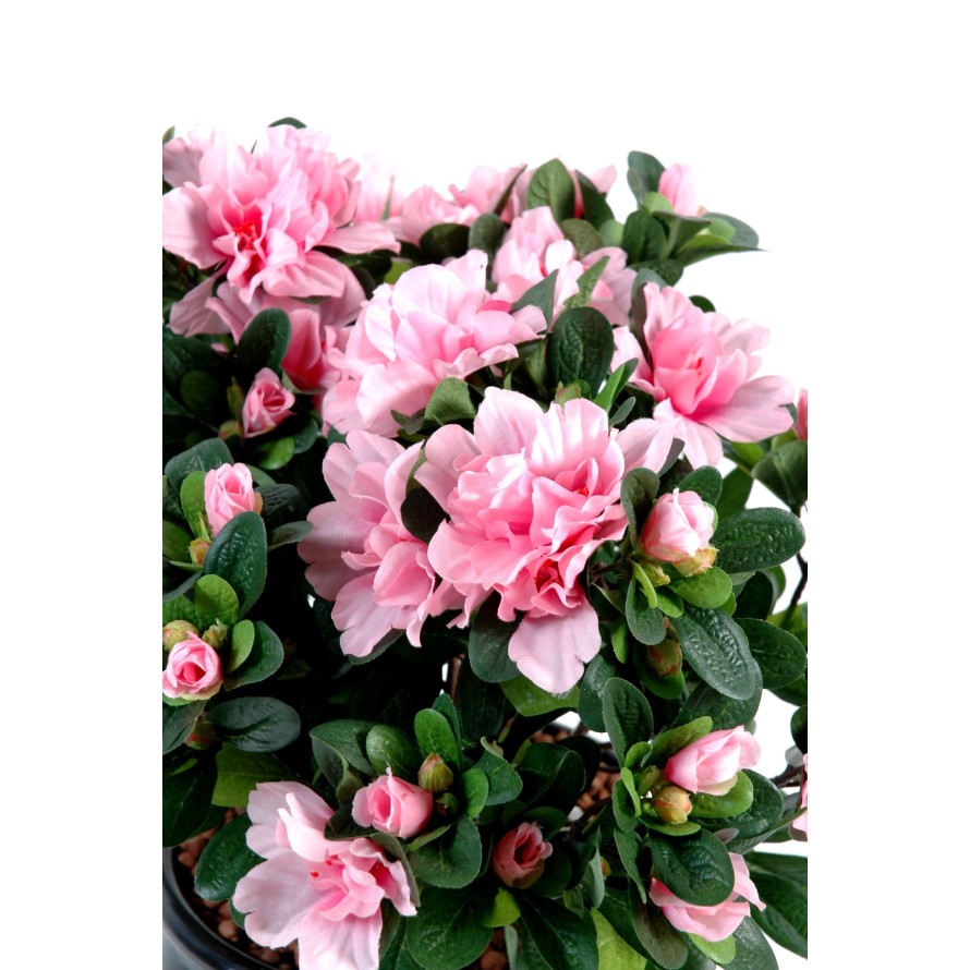 AZALEA *148