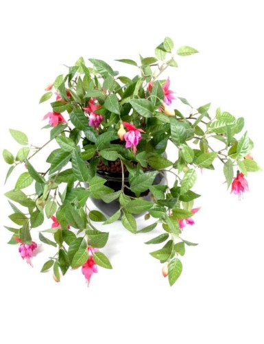 FUCHSIE HÄNGEKUNSTPFLANZE *306