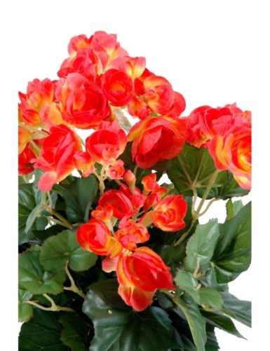 BEGONIA *90