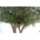 Olive tree artificial