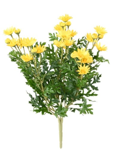 MARGERITE ANTHEMIS *120*30