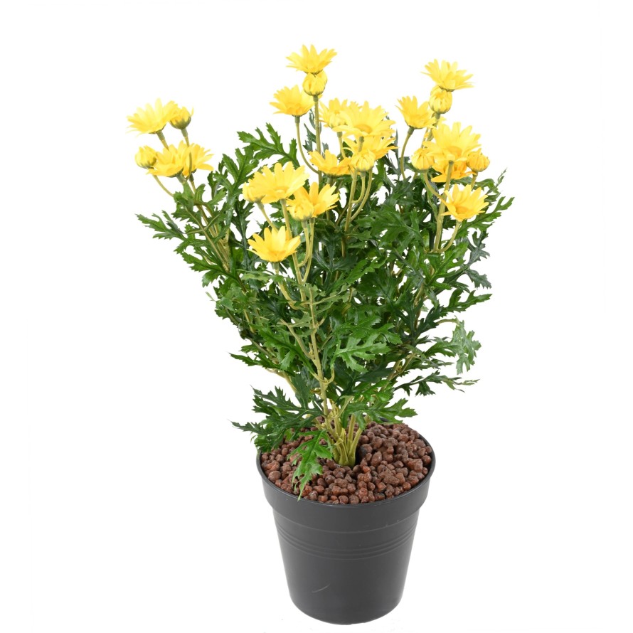 MARGARITA ANTHEMIS *120*30