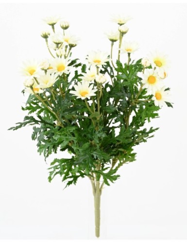 MARGERITE ANTHEMIS *120*30