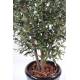 Olive tree artificial BUSH