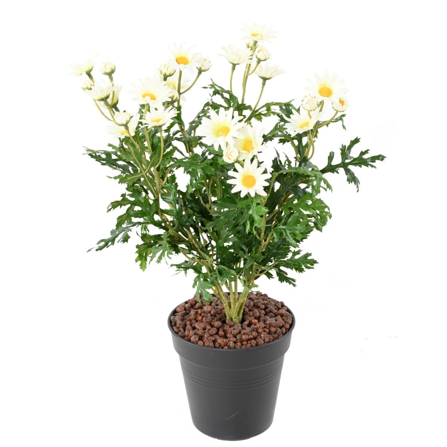 MARGARITA ANTHEMIS *120*30