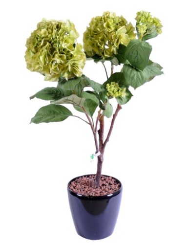 HORTENSIA PLANTA 82