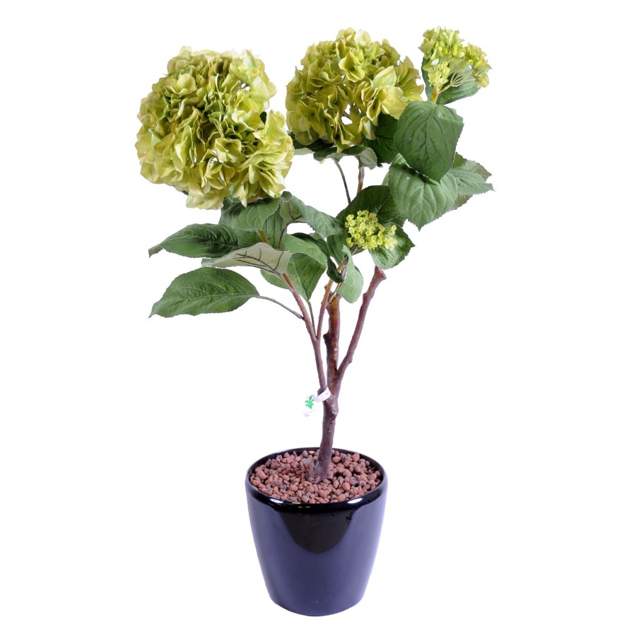HORTENSIA PFLANZE 82