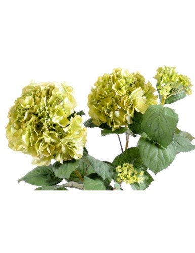 HYDRANGEA PLANT 82 (Net promotional price)